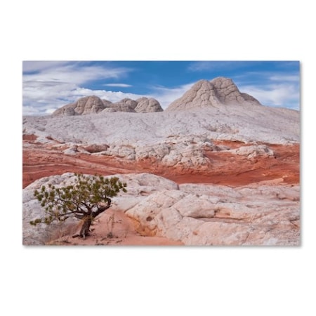 Michael Blanchette Photography 'Tree On Brain Rocks' Canvas Art,22x32